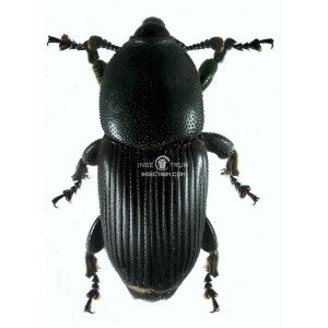 SCYPHOPHORUS ACUPUNCTATUS